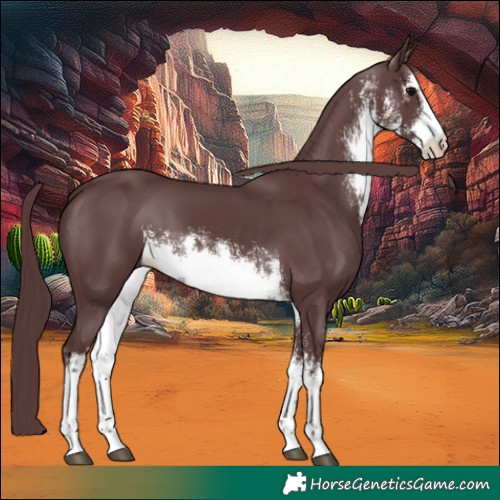 Horse Color:White Spotted Chocolate Black 