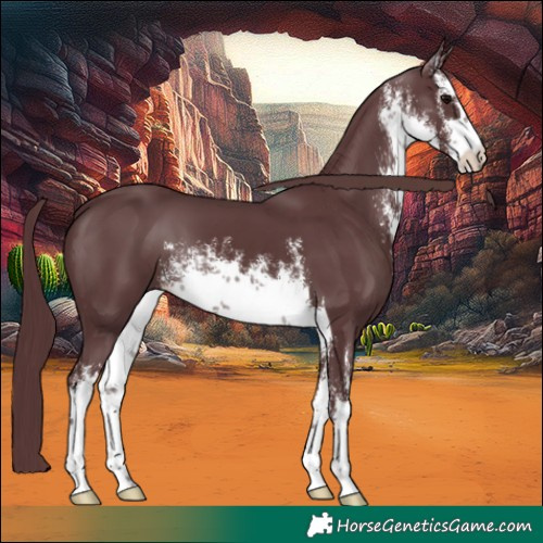 Horse Color:White Spotted Chocolate Black 