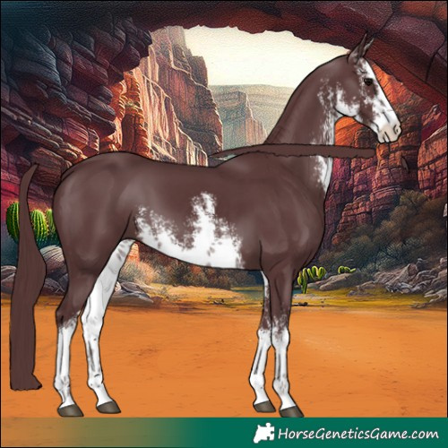 Horse Color:White Spotted Chocolate Black 