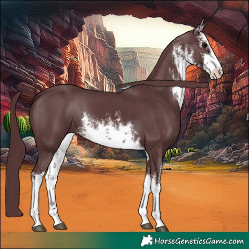 Horse Color:White Spotted Chocolate Black 