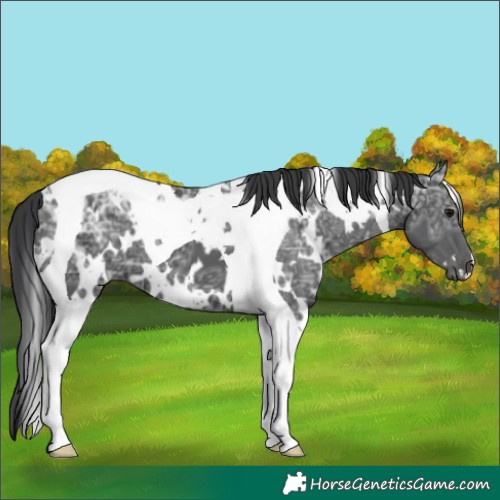 Horse Color:White Spotted Black Ice Tobiano 