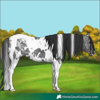 Horse Color:White Spotted Black Ice Tobiano
