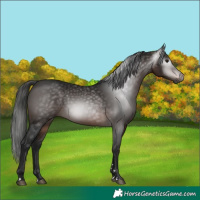 Horse Color:Gray Bay