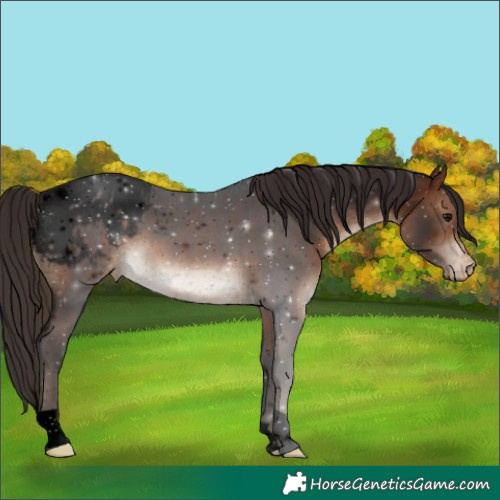 Horse Color:Void Brown Appaloosa 