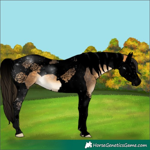 Horse Color:Void Buckskin Splash Tobiano 