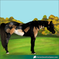 Horse Color:Void Buckskin Splash Tobiano 
