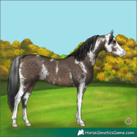 Horse Color:Brown Dun Sabino 