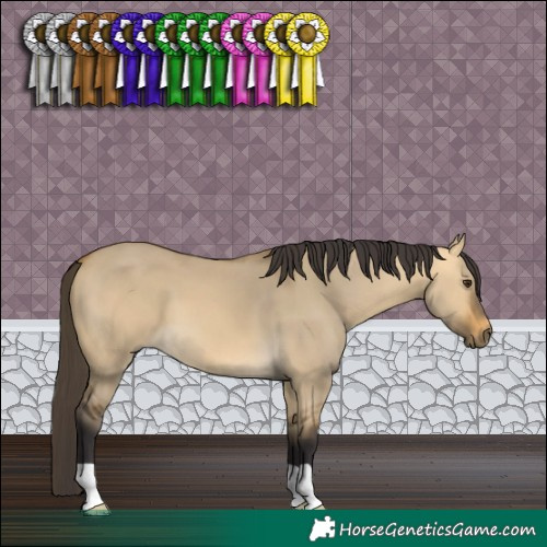 Horse Color:Buckskin Dun 