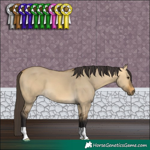 Horse Color:Buckskin Dun 