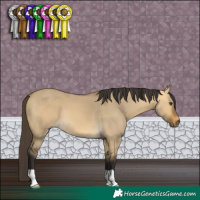 Horse Color:Buckskin Dun 