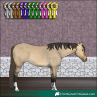 Horse Color:Buckskin Dun 