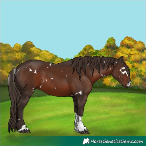 Horse Color:White Spotted Liver Chestnut Tobiano 