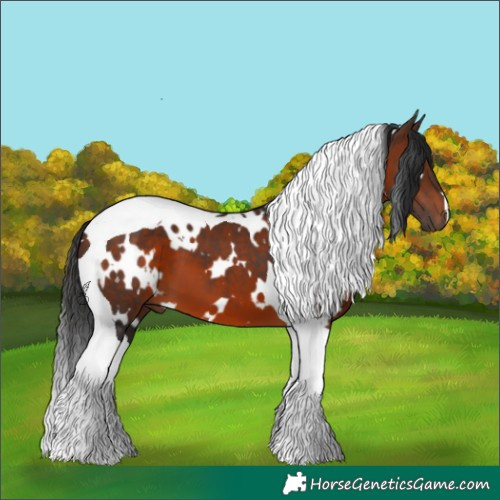Horse Color:White Spotted Brown Tobiano 