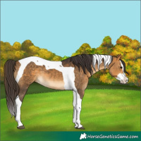 Horse Color:Buckskin Splash Tobiano 