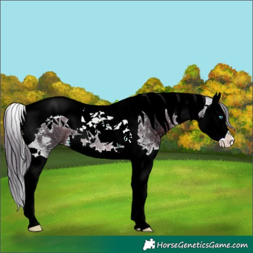 Horse Color:Brown Ice Splash Tobiano Varnish 