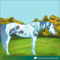 Horse Color:Thunderstruck Brown Chinchilla Ice Splash Tobiano Appaloosa 