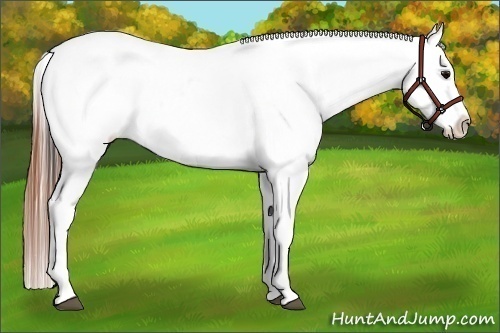 Horse Color:Brown Roan Leopard Brindle