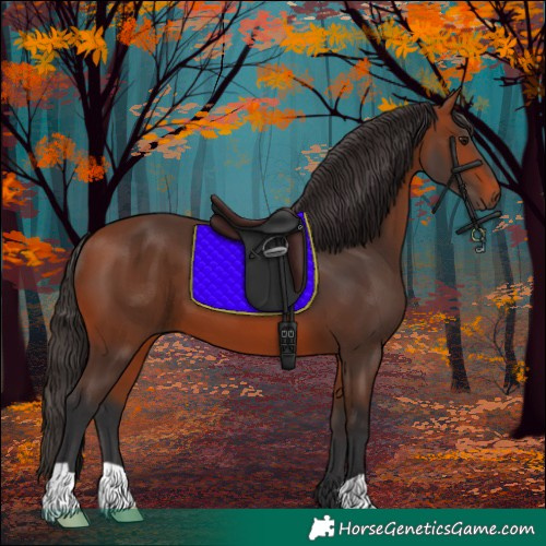 Horse Color:Bay 