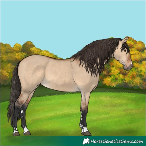 Horse Color:Bay Dun 