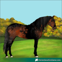 Horse Color:Void Brown Tobiano Varnish 