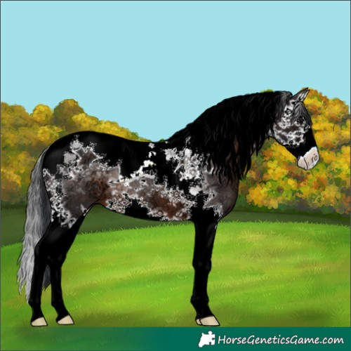 Horse Color:Brown Ice Splash Tobiano