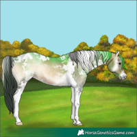 Horse Color:White Spotted Brown Onyx Tobiano