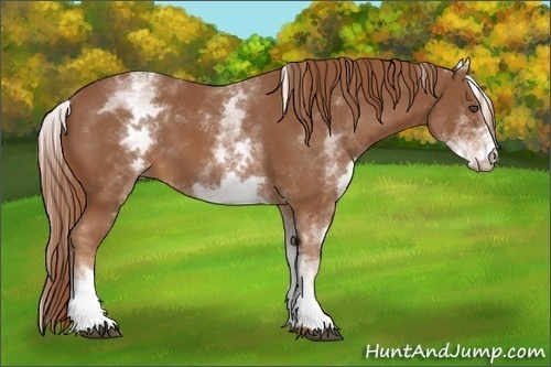 Horse Color:White Spotted Chestnut 