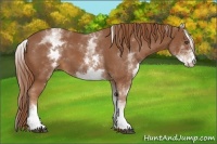 Horse Color:White Spotted Chestnut 