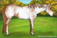 Horse Color:White Spotted Chestnut Sabino Frame 