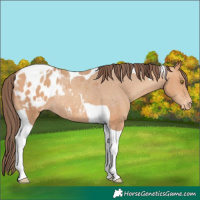 Horse Color:Amber Champagne Tobiano Blanket Rabicano 