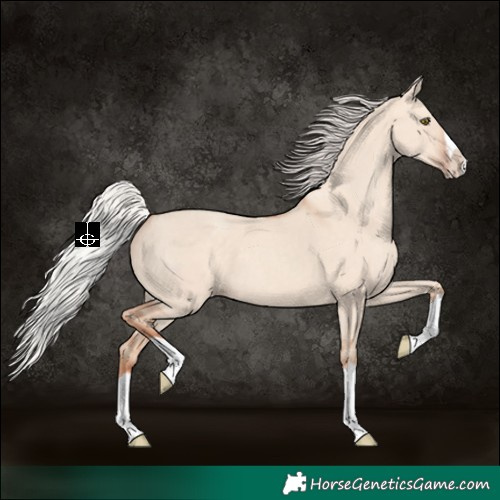 Horse Color:Silver Classic Champagne Dun Splash Frame