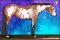 Horse Color:White Spotted Bay Sabino Frame