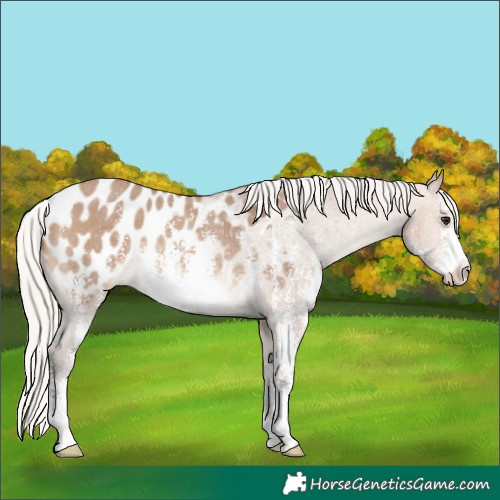 Horse Color:Silver Brown Dun Sabino Appaloosa Rabicano 