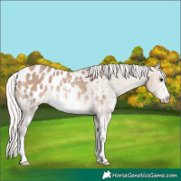 Horse Color:Silver Brown Dun Sabino Appaloosa Rabicano