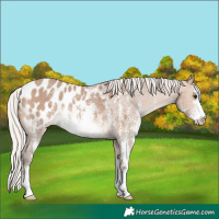 Horse Color:Silver Brown Dun Sabino Blanket Rabicano 
