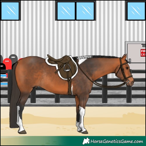 Horse Color:Bay Tobiano Rabicano 