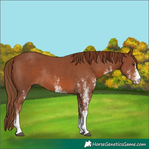 Horse Color:White Spotted Chestnut Rabicano 