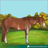 Horse Color:White Spotted Chestnut Rabicano 