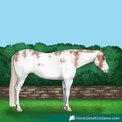Horse Color:White Spotted Chestnut 