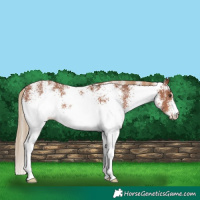 Horse Color:White Spotted Chestnut