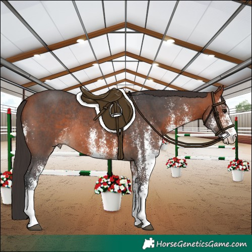Horse Color:White Spotted Bay Rabicano 