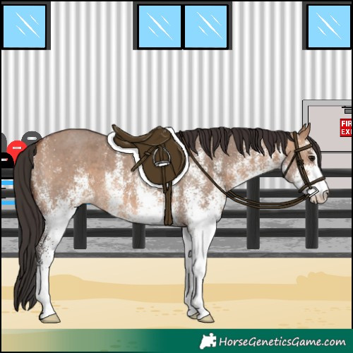 Horse Color:White Spotted Bay Dun 