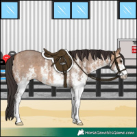 Horse Color:White Spotted Bay Dun