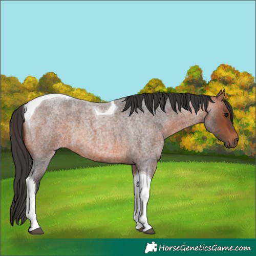 Horse Color:Bay Roan Tobiano 