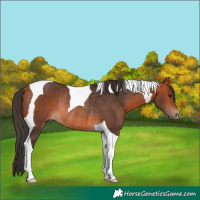 Horse Color:Bay Tobiano Rabicano