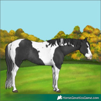 Horse Color:Black Splash Tobiano Rabicano 