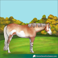Horse Color:Silver Bay Onyx Frame 