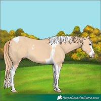 Horse Color:Red Dun Splash Tobiano 