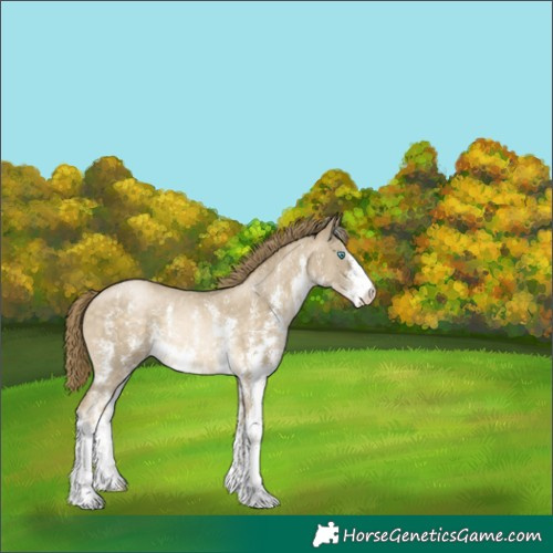 Horse Color:Buckskin Pearl Sabino Rabicano 