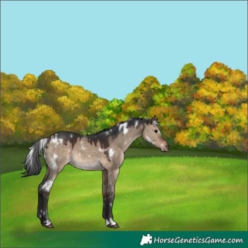 Horse Color:White Spotted Brown Dun